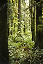 a Small Fir Sapling in the dense green lush forest
