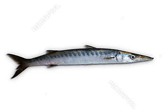 Barracuda fish Sphyraena isolated on white