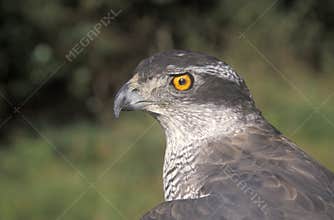 Goshawk, Accipiter gentilis