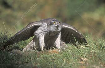 Goshawk, Accipiter gentilis