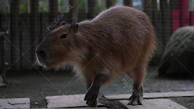 The capybara, or capybara, is a semi—aquatic herbivorous mammal