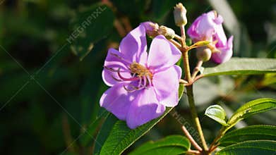 Melastoma affine flower with morning sunlight