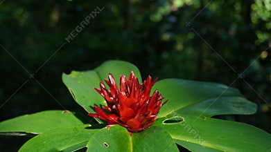 Costus barbatus flowers with bright red color
