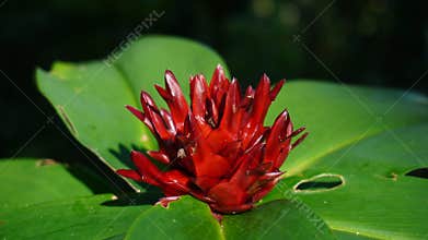 Costus barbatus flowers with bright red color