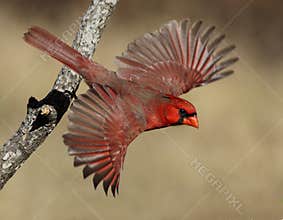 Flamboyant Flyboy