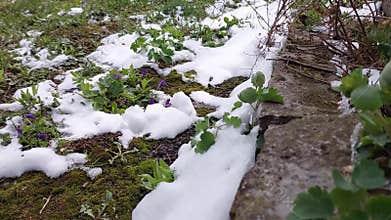 Springs Whisper: Violets in Snows Embrace