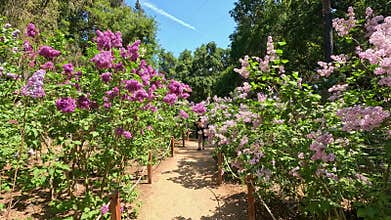footage of beautiful purple lavender flowers and lush green trees at Descanso Gardens La Canada Flintridge California