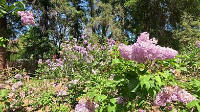 footage of beautiful purple lavender flowers and lush green trees at Descanso Gardens La Canada Flintridge California