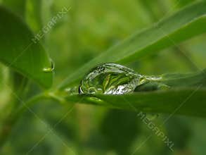Macro shot of water droplet on green leaf in fresh natural environment