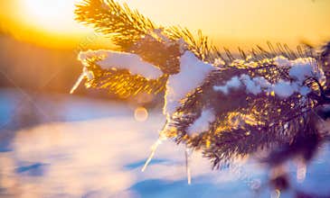 Winter nature detail of pine twig covered with snow and icicles during orange sunset light