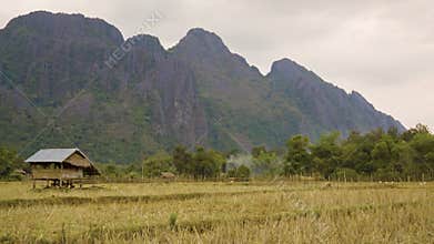 Rice fields in Laos. Crop is harvested