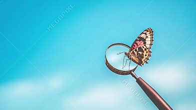Butterfly Magnified Outdoors, Blue Sky Background, Nature Study