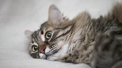 A cat is laying on a white blanket with its eyes open