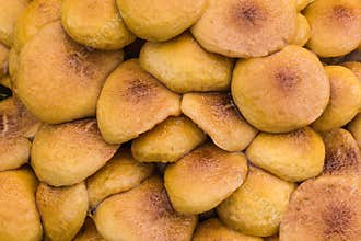 Orange Cluster Mushrooms