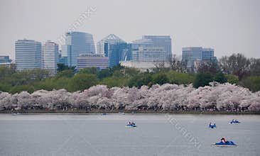 Washington D.C, U.S - March 29, 2025 - A picturesque view of the Tidal Basin, showcasing the vibrant cherry blossoms and the city