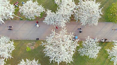 Aerial top-down view of blossoming sakura Sugihara park. Vilnius, Lithuania.