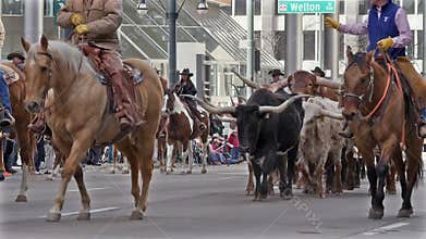 Longhorn Cattle in the National Western Stock Show Parade.