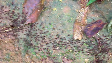 Lots of red ants termites on red jungle soil in Thailand