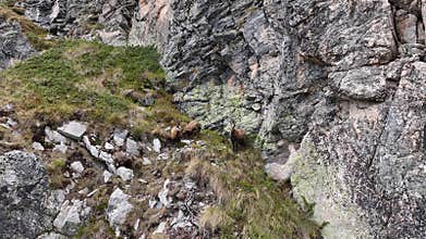 A drone tracking view of a herd of wild mountain goats running the Steep slope on rugged cliffs.