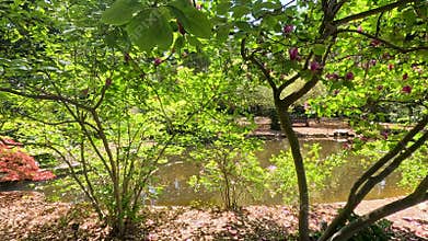 footage of a gorgeous spring landscape with a pond, lush green trees and flowers at Descanso Gardens La Canada Flintridge