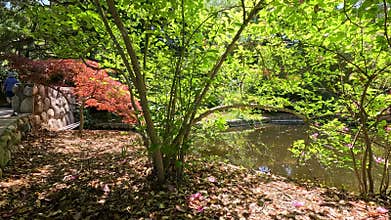 footage of a gorgeous spring landscape with a pond, lush green trees and flowers at Descanso Gardens La Cañada Flintridge