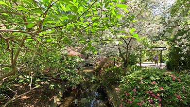 footage of a gorgeous spring landscape with a pond, lush green trees and colorful flowers at Descanso Gardens La Canada