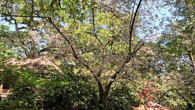 footage of a gorgeous spring landscape with a pond, lush green trees and colorful flowers at Descanso Gardens La Canada