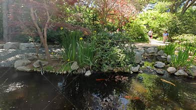 footage of a gorgeous spring landscape with a pond, lush green trees and flowers at Descanso Gardens La Canada Flintridge