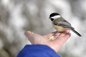 The Black-capped Chickadee