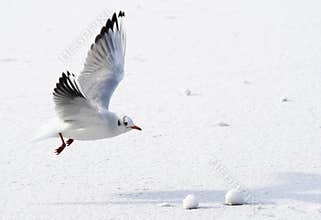 Seagull flying above frozen sea