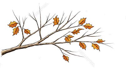 Autumn Branch with Golden Leaves
