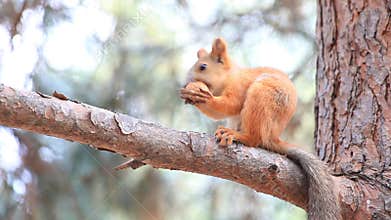 Squirrel gnawing a nut