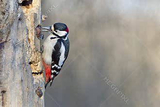 Red woodpecker