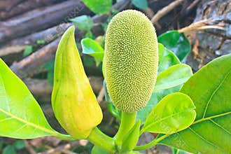 Jackfruit