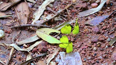 Tropical yellow butterflies insect on ground Chiang Mai Thailand
