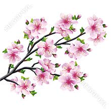 Japanese tree sakura, cherry blossom isolated