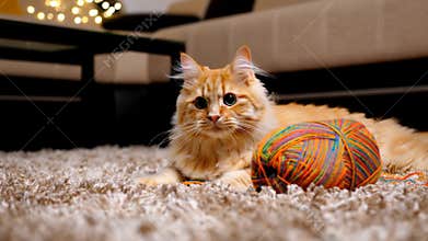 Fluffy ginger cat playing colorful yarn ball carpet indoor pet fun playful stock footage Generative AI