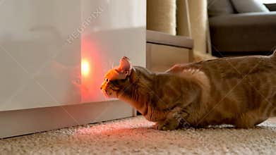 Ginger cat stalking red laser pointer dot stairs playful pet hunting game home stock footage Generative AI