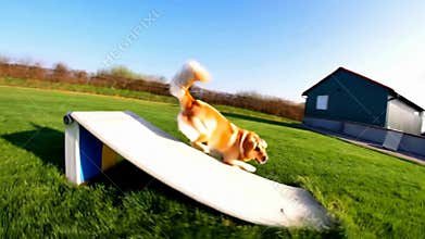 Dog jumping off small ramp agility training park outdoor fun pet activity jump stock footage Generative AI