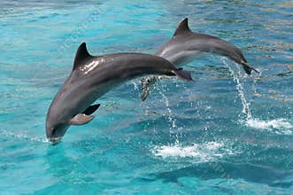 Jumping Dolphins