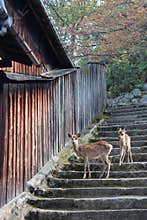 Two deers are going down a stone staircase (Japan)