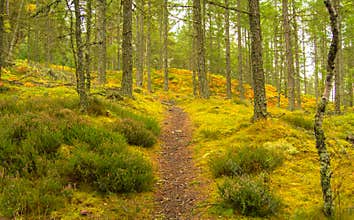 Forest path