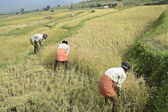 Reaping paddy ripened-terraced cultivation