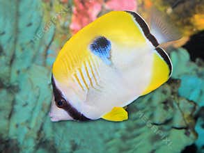 One spot butterflyfish