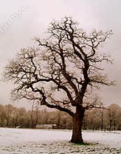 Tree in snowy winter park