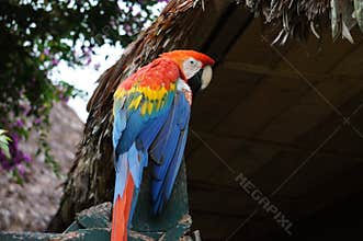 Peruvian Macaw