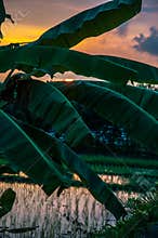 Rice field and palm on sunset