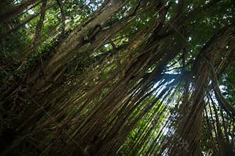 Exotic tree with lianas