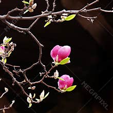 Pink Magnolia Blooms