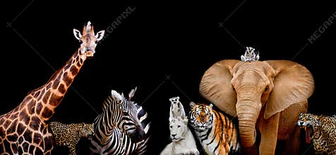 A group of animals are together on a black background with text